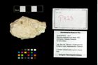 Foto (Objekt + Etikett) von Pithonoton marginatum (von Meyer, 1842)  (NHMW-GEO-2014-0194-0823)